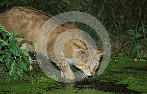 European Wildcat, felis silvestris hunting in Swamp