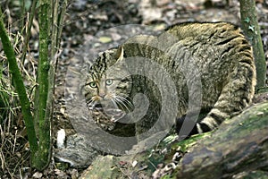 European Wildcat, felis silvestris, with a Kill, a Rabbit