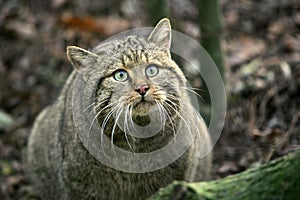 European Wildcat, felis silvestris, Portrait of Adult