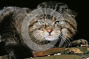 European Wildcat, felis silvestris, Portrait of Adult