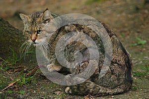 European wildcat Felis silvestris silvestris