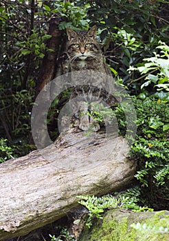 European Wildcat (Felis silvestris silvestris)