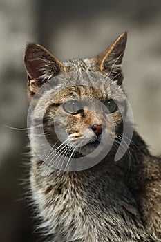 European wildcat (Felis silvestris silvestris).