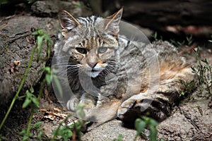 European wildcat (Felis silvestris silvestris).