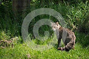 European Wildcat Felis silvestris silvestris photo