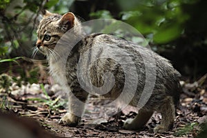European wildcat (Felis silvestris silvestris) kitten.