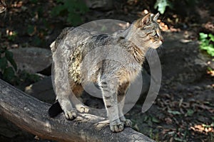European wildcat (Felis silvestris silvestris).