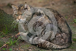 European wildcat (Felis silvestris silvestris). photo