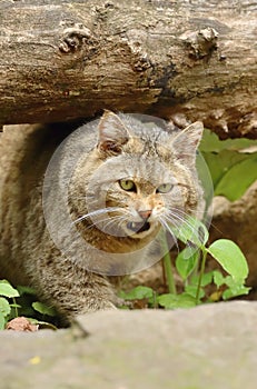 The european wildcat in forest