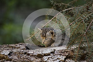 European Wildcat kitten playing on a tree log