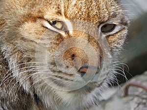 European wildcat lynx, catamount face with eyes staring.
