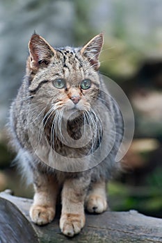 European Wildcat