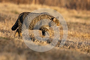 European wildcat walking on a meadow with yellow dry grass in autumn nature