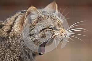 European wildcat yawning