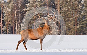 European wildlife landscape with snow and deer with big antlers.Portrait of Lonely stag.