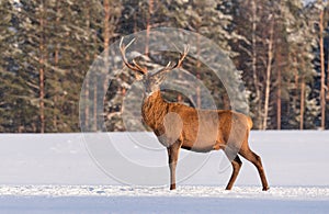 European wildlife landscape with snow and deer with big antlers.Portrait of Lonely stag. photo