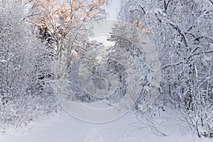 European Winter Landscape.Trees Covered With Snow On Frosty Morning. Beautiful Winter Forest Landscape. Beautiful Winter Morning I