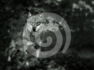 European Wolf photo