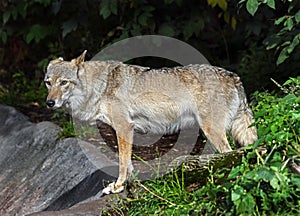 European wolf 4