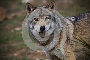 European wolf