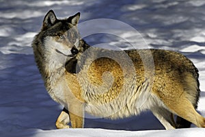 European Wolf