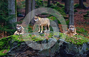 European wolf (Canis lupus)