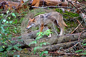 European wolf - Canis lupus