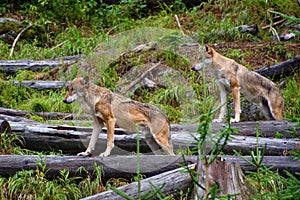 European wolf - Canis lupus