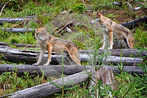 European wolf - Canis lupus