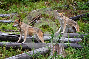 European wolf - Canis lupus