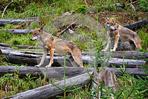 European wolf - Canis lupus