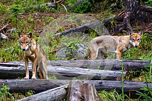 European wolf - Canis lupus