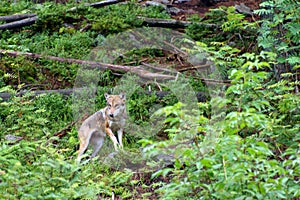 European wolf - Canis lupus