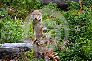 European wolf - Canis lupus