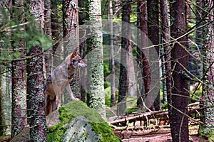 European wolf - Canis lupus