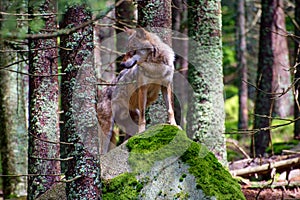 European wolf - Canis lupus