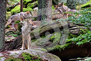 European wolf - Canis lupus