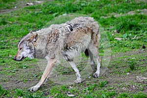 The european wolf Canis lupus