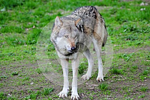 The european wolf Canis lupus