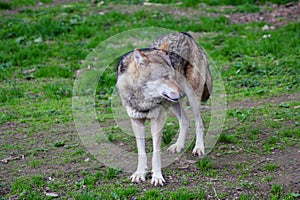 The european wolf Canis lupus