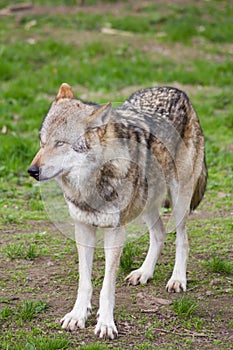 The european wolf Canis lupus
