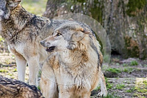 The European Wolf Canis Lupus