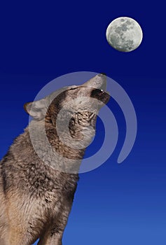 European Wolf, canis lupus, Adult Baying at the Moon