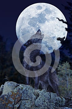 European Wolf, canis lupus, Adult Baying at the Moon