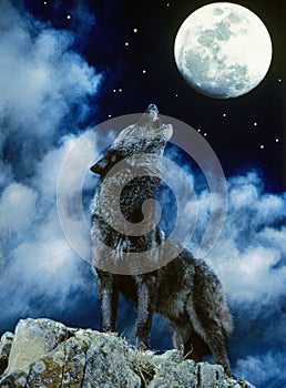 European Wolf, canis lupus, Adult Howling at the Moon