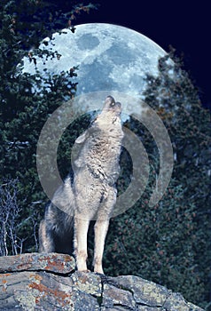 European Wolf, canis lupus, Adult Howling at the Moon