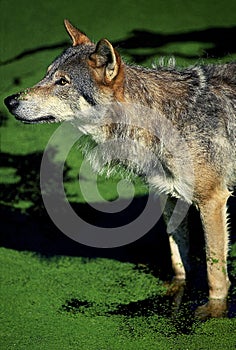 EUROPEAN WOLF canis lupus, ADULT STANDING IN DUCKWEEDS