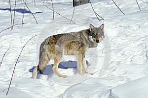 European Wolf, canis lupus, Adult standing on Snow