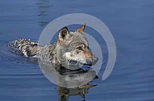European Wolf, canis lupus, Adult standing in Water