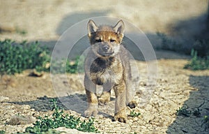 European Wolf, canis lupus, Cub